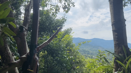 Nighttime nature footage captured in rural Thailand