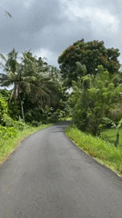 Tropical road winds through dense vegetation in Indonesia