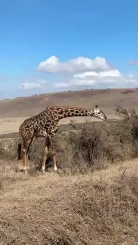 A giraffe, standing on a grassy, hilly terrain, is eating leaves from a bush. The giraffe has a dark brown and tan patterned coat. The sky is blue with scattered white clouds.