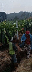 Harvest morning across the terraced farms of Cingambul