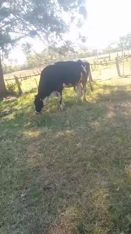 A black and white cow is grazing in a grassy field, mostly in the shade but with some sunlight filtering through the trees above. A fence is visible in the background, and the sky is bright. The grass is a mixture of green and brown.