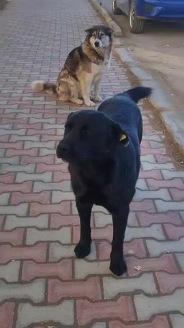 The scene is set outdoors on a pedestrian walkway made of pink, white, and brown rectangular bricks. The camera focuses on two dogs. In the background is a medium-sized dog with a brown and grey coat and a curled tail, sitting and looking towards the right. In the foreground, a black dog with a yellow tag on its ear stands facing the camera. The black dog wags its tail, lowers its head, and slightly bows, possibly inviting play. The black dog is centered in the frame. The background shows a portion of a blue car next to a road or street. The overall lighting suggests it is daytime.