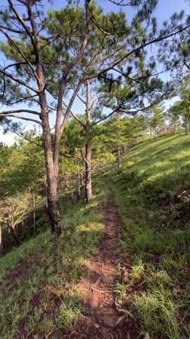 The video shows a narrow dirt path winding through a grassy hillside lined with pine trees. The sun casts shadows on the path and illuminates the green grass and trees. The sky is clear and blue. The camera appears to be moving forward along the path, giving a first-person perspective.
