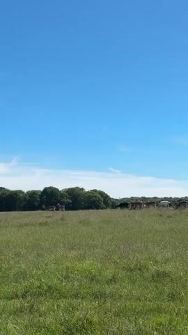 A herd of deer grazes in a grassy field with trees in the background under a bright blue sky with thin clouds.
