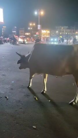 A cow stands in the middle of a dark street at night. There are cars and lights in the background, suggesting it is a city. The cow is light brown with black horns.