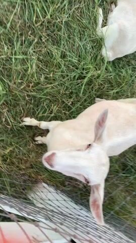 A pale-colored goat lies on its back in a grassy field, its head turned to the side as if looking at the camera. The goat’s mouth is slightly open, and its ears are floppy. In the background, several other goats are visible, including a dark-colored goat with white markings that is in motion, and a light-colored goat that is grazing. The scene appears to be a farm or a rural setting, with rolling hills and a fence in the distance. The lighting suggests it is either early morning or late afternoon.