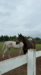 Horses observed in farm enclosure in Kechur, Russia