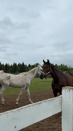 Horses observed in farm enclosure in Kechur, Russia