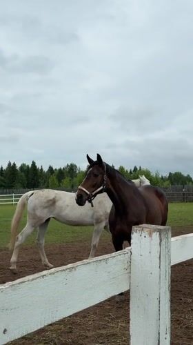 Horses observed in farm enclosure in Kechur, Russia