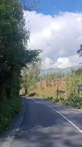 The video shows a scenic road winding through a hilly landscape. Tall, slender trees line the left side of the road, with dense foliage creating a shaded area. The road itself is paved and has a white line marking the center. On the right side of the road, the landscape slopes upwards, revealing terraced fields with dry vegetation, interspersed with more trees. In the distance, the hills are covered in trees, and a few small buildings or structures are visible. The sky is a bright blue with fluffy white clouds, suggesting a clear and sunny day. The camera appears to be moving forward along the road, capturing the view from a first-person perspective. There are no people or vehicles visible in the video. The overall impression is one of a peaceful and natural environment.