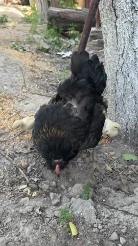 A black chicken with brown and gold highlights is pecking at the dirt next to a tree. Two yellow chicks are also pecking at the dirt nearby. The ground is made up of dirt and small rocks. There is some green vegetation growing in the dirt. A metal pole is leaning against the tree. In the background, there is a wooden fence and some greenery.