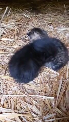 Two small kittens are nestled together on a bed of dry straw or hay. One kitten is entirely black, appearing soft and fluffy. The other kitten has a tabby coat, featuring stripes of brown and grey. This tabby kitten is positioned slightly on top of the black one, with its back partially facing the camera, and its head tucked in. The black kitten is curled up beneath it.

The scene appears to be set indoors or within a sheltered area, such as a barn or shed, given the visible straw and the subdued lighting. The kittens are still and seem to be sleeping or resting peacefully, huddled together for warmth and comfort. A soft, continuous purring or gentle kitten sound is audible, indicating their contentment. The overall atmosphere is quiet and serene, highlighting the tender moment between the two young animals in this rural setting in Mshanets, Ukraine. No text is visible in the video.
