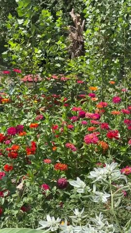 A vertical video captures a sunlit garden scene overflowing with vibrant flowers. In the foreground, a cluster of white flowers with variegated green and white leaves creates a soft, textured border. Behind them, a dense bed of zinnias bursts with color in shades of red, pink, orange, and magenta. Taller green foliage forms a backdrop, with a glimpse of a dried, broken tree branch visible at the top center. A large, ribbed green leaf from an unseen plant partially obscures the right side of the frame. The overall impression is one of lush, natural beauty and abundance.