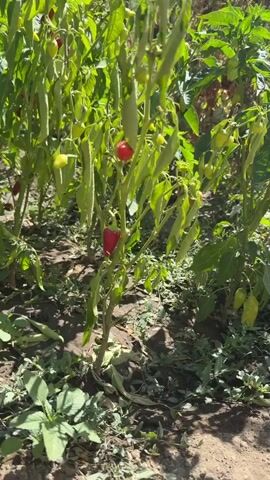 A garden scene showing plants with red and green peppers and tomatoes growing. The plants are in various stages of growth, with some peppers and tomatoes ripe for picking. The garden appears to be well-maintained, with the plants healthy and vibrant.