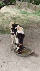 Farm animals feeding recorded in rural Pakistan countryside