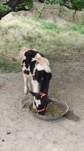 Farm animals feeding recorded in rural Pakistan countryside