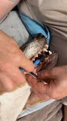 Pet owner brushes dog's teeth at home in Petah Tikva