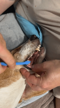 Pet owner brushes dog's teeth at home in Petah Tikva