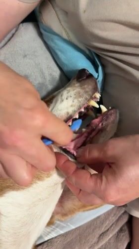 Pet owner brushes dog's teeth at home in Petah Tikva
