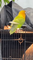 Lovebird interacts with stick and cage in Kuta