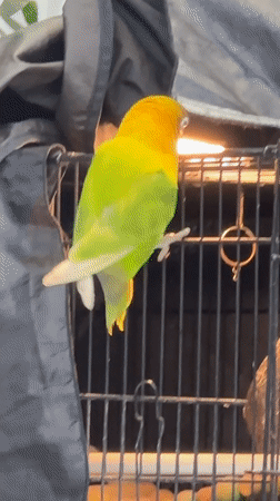 Lovebird interacts with stick and cage in Kuta