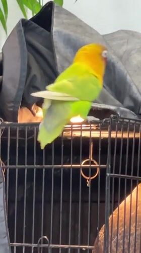 Lovebird interacts with stick and cage in Kuta
