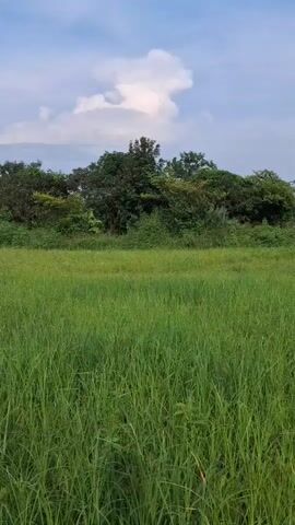 A vertical video captures a tranquil outdoor scene. The foreground is dominated by a lush green field of tall grass that sways gently. Beyond the field, a dense line of trees forms a natural border, their varied shades of green creating a rich tapestry. Above the trees, a vast expanse of sky unfolds, painted with soft blue hues and dotted with fluffy white clouds. One cloud, in particular, stands out with its distinct, almost animalistic shape. The lighting suggests it's daytime, possibly late afternoon or early morning, with a soft, diffused light illuminating the landscape. The atmosphere is serene and natural, with no visible human presence or activity.