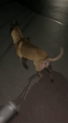 Nighttime dog walking and cycling recorded in Koprivshtitsa Bulgaria