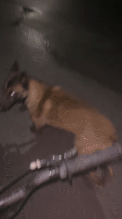 Nighttime dog walking and cycling recorded in Koprivshtitsa Bulgaria
