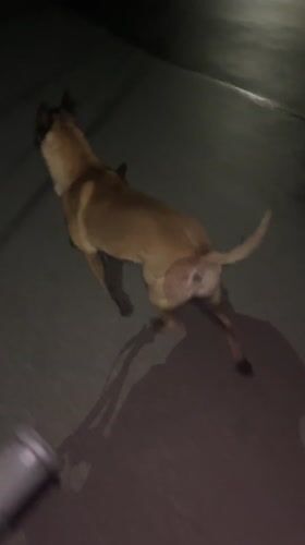 Nighttime dog walking and cycling recorded in Koprivshtitsa Bulgaria