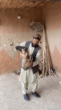 Falconer tends birds of prey in Pakistan village