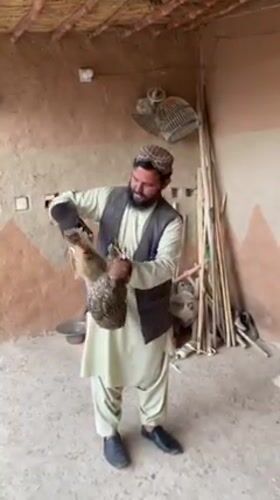 Falconer tends birds of prey in Pakistan village