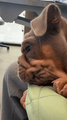 Man comforts brown Bulldog puppy in green carrier