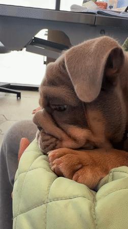 Man comforts brown Bulldog puppy in green carrier