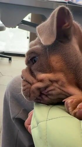 Man comforts brown Bulldog puppy in green carrier
