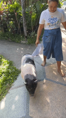 Nighttime scenes captured on Ko Tao: woman with pig, beach setup