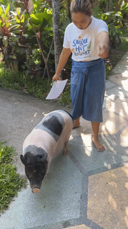 Nighttime scenes captured on Ko Tao: woman with pig, beach setup