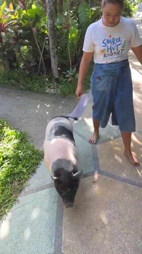 Nighttime scenes captured on Ko Tao: woman with pig, beach setup