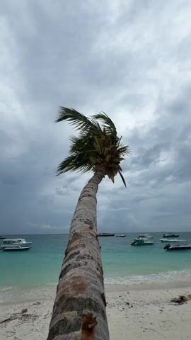 A low-angle, vertical shot shows a leaning palm tree on a sandy beach with turquoise water and a cloudy sky. Several boats are visible on the water. The camera descends along the trunk of the palm tree, revealing its textured bark. Finally, the base of the trunk, propped up by a wooden structure, comes into view.