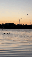 Quiet evening at Ternopil lake, ducks on water at sunset