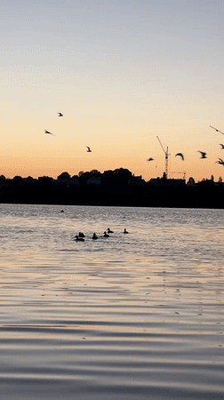 Quiet evening at Ternopil lake, ducks on water at sunset