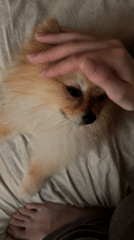 Owner pets Pomeranian dog on bed in Khimki