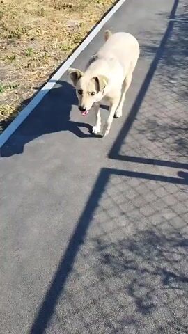 A medium-sized, light-colored dog with yellow ear tag is walking on a paved path next to a grassy area. The dog looks towards the camera with its mouth slightly open. The sun casts a shadow of the dog onto the path. The dog then lowers its head and sniffs the ground.