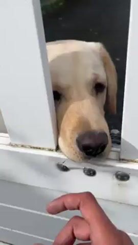 A close-up video shows a person extending their finger through the gap in a white fence towards a golden labrador's nose. The dog's head is positioned within the fence opening. The dog then licks the person's finger with its tongue. The area outside the fence appears to be a paved surface with foliage visible in the background.