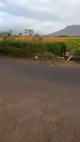 The video shows a rural landscape with a dirt road in the foreground and agricultural fields beyond. A motorcycle is parked on the side of the road. The fields appear to be planted with crops such as corn and grass. In the background, there are hills and a cloudy sky. The camera appears to be moving, suggesting the video was filmed from a moving vehicle. The overall scene is natural and peaceful, with no people visible. The lighting suggests it is either early morning or late afternoon.