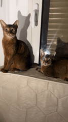 Two Abyssinian cats lounge by a window, multiple angles