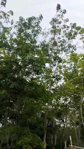 The video shows a tall tree with a bird's nest at the very top. The tree is surrounded by other trees, and the sky is overcast. The camera is positioned at the base of the tree, looking upwards. The scene appears to be in a natural environment, possibly a forest or plantation.