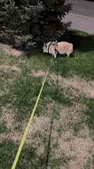 Man walks corgi in purple harness through Krasnoyarsk