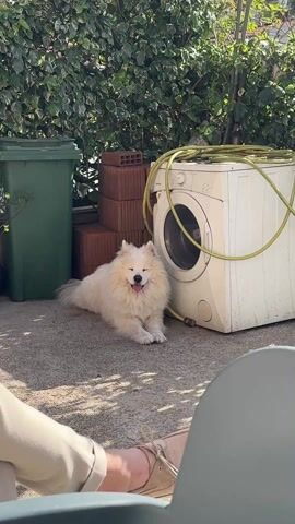 The camera is positioned, from a seated perspective, on a concrete patio. The lower half of a person seated is briefly visible on the left. To the right, a fluffy, white dog lies panting on the concrete, with its tongue sticking out. The dog rests near a white, somewhat aged washing machine with a green hose wrapped around it. Behind the washing machine, there's a small stack of terracotta-colored bricks. A tall, green trash can stands on the left of the washing machine and bricks. In the background, there is a dense green hedge. The lighting is bright and sunny. Sounds of traffic pass by.
