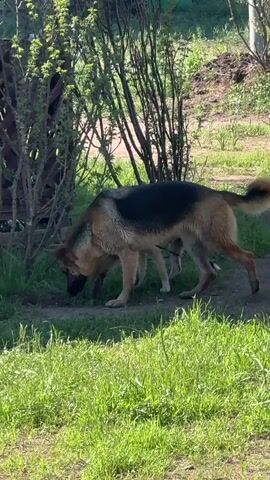 Two dogs are outdoors in a grassy area with some trees and bushes. The dog in the foreground is a German Shepherd mix with tan and black fur. It is sniffing the ground. Behind it is a lighter colored dog, possibly a Husky mix, which is also sniffing the ground. The German Shepherd then nudges the other dog, and both dogs continue sniffing around a patch of grass. The German Shepherd then stands up and looks towards the camera, while the other dog remains focused on the ground.